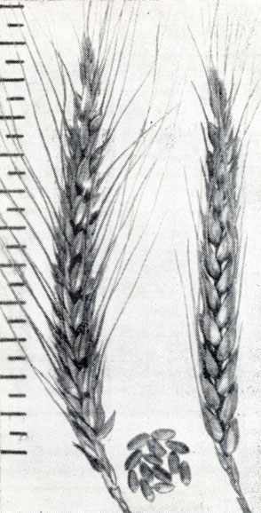 Курсовая Работа На Тему Озимая Пшеница