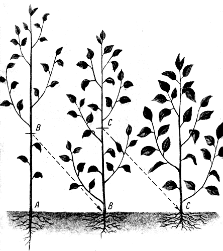 11. А - двухлетний сеянец; В - черенок второй вегетативной генерации; С - отводочное растение