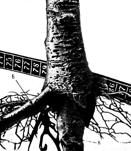 10. Развитие собственных корней груши (А), привитой на яблоневый подвой (Б) 