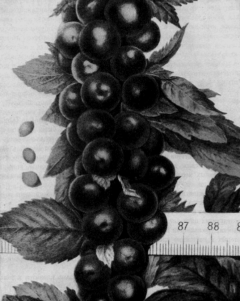 143. Урожайность вишни Аньдо