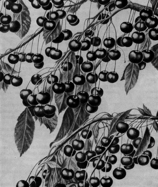 170. Урожай вишни Плодородная Мичурина
