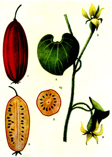 Таблица XXIX. Многолетнее тыквенное растение южно-уссурийской сибирской тайги thladiantha dubia bunge: а - лист; б - неоплодотворенный цветок; в - оплодотворенный цветок; г - плод; д и е - разрезы плода, на которых видны темноокрашенные семена