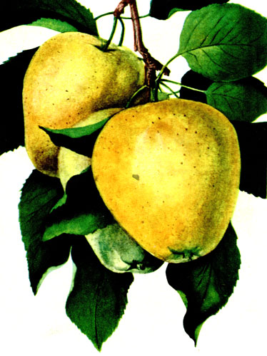 Таблица XXXII. Плоды яблони восковое