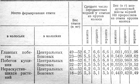 Таблица 2. Число зародышевых корней и их вес на 10-й день проращивания семян ячменя Грушевский в зависимости от веса и места в колосе