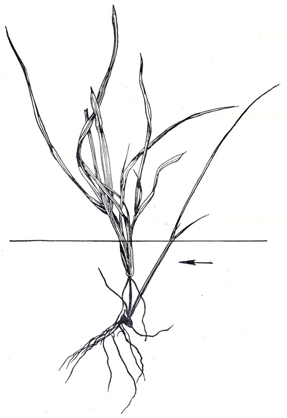 Рис. 2. Растение ячменя в период кущения, образовавшее дополнительный стебель от зародышевого узла