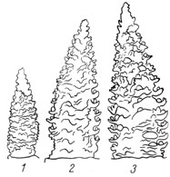 Рис. 4. Динамика дифференциации конуса нарастания главного стебля ячменя в зависимости от способа внесения удобрений в почву осенью: 1 - без удобрений; 2 - NPK. в слой 0-20 см; 3 - NPK сосредоточенно на глубину 5 см