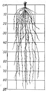 Рис. 7. Распространение корней ячменя по почвенному профилю в фазу твердой спелости: по вспашке на зябь