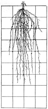 Рис. 7. Распространение корней ячменя по почвенному профилю в фазу твердой спелости: по поверхностному рыхлению без вспашки