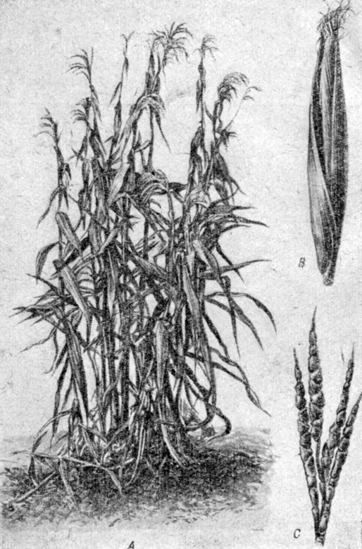 Рис. 2. Растение (А) и соцветие Теосинте в обертках (В) и с удаленными обертками (С)