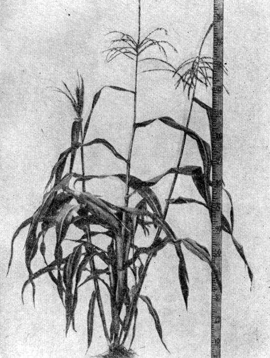 Рис. 8. Растение кукурузы с двумя пасынками, несущими мужские соцветия