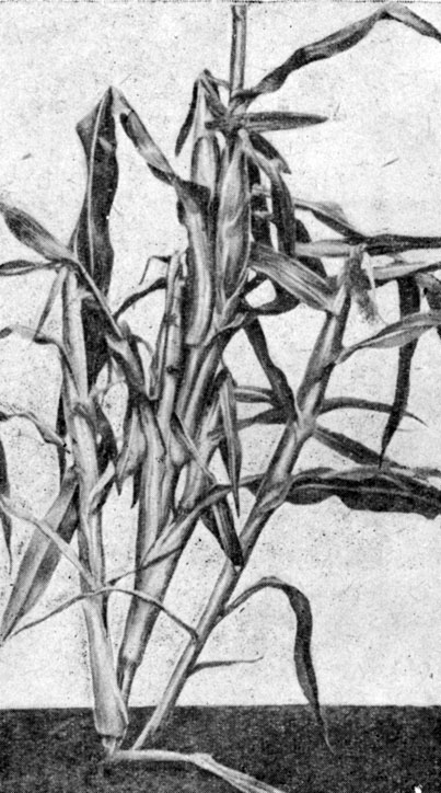 Рис. 9. Растение с двумя пасынками, несущими женские соцветия