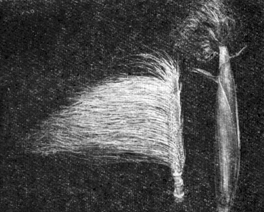 Рис. 14. Жзнскоэ соцветие (початок) в обертках (справа) и с удаленными обертками (слева)