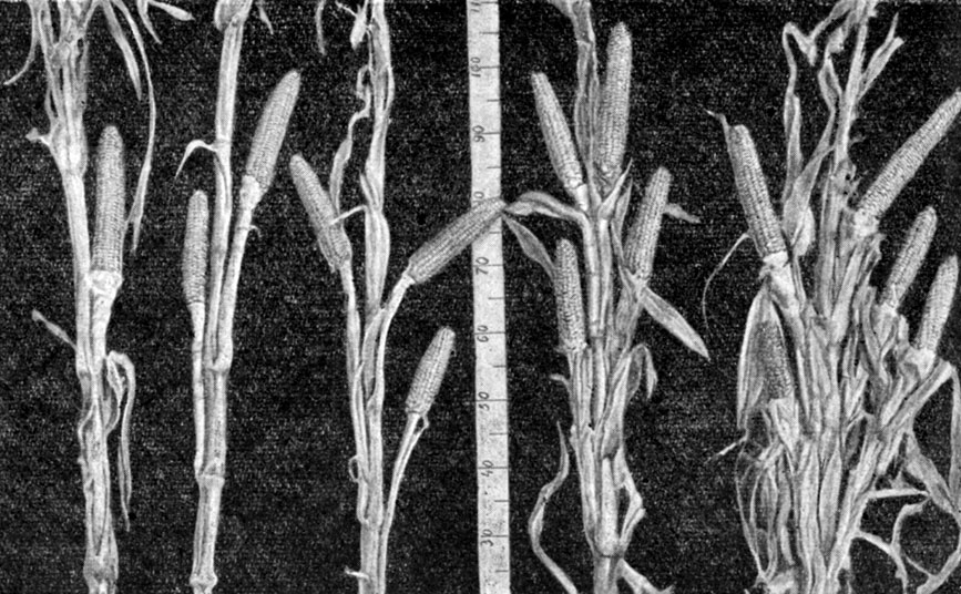 Рис. 15. Растения кукурузы с различным числом початков