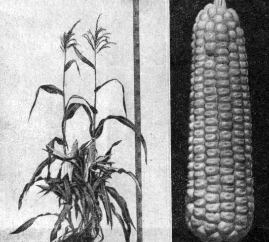 Рис. 11-12. Слева растение скороспелого зубовидного гибрида, справа его початок