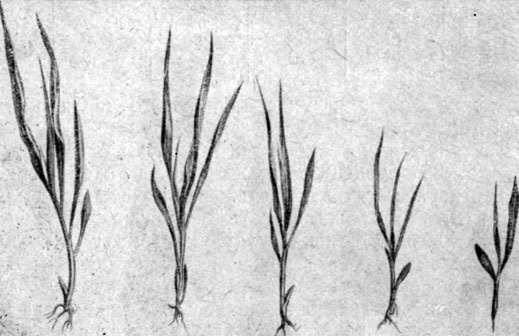 Рис. 1. Растения кукурузы, посеянные семенами разного качества