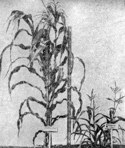 Рис. 5. Отдельные гнезда кукурузы. Слева - Осетинская белая зубовидная, справа - Белоярное пшено (Свердловская область)