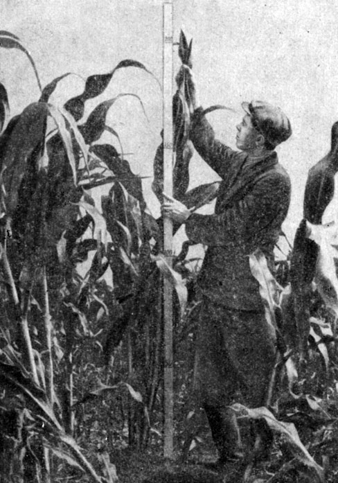 Рис. 2. Кукуруза в колхозе имени Сталина Вурнарского района Чувашской АССР. Снимок сделан 14 июля 1954 года