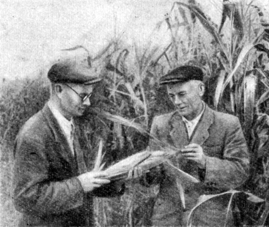 Рис. 1. Кукуруза в учхозе Костромского сельскохозяйственного института в 1954 году