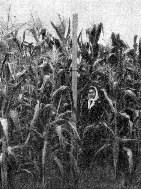 Рис. 2. Кукуруза сорта Лиминг на Костромской государственной комплексной сельскохозяйственной опытной станции в 1954 году