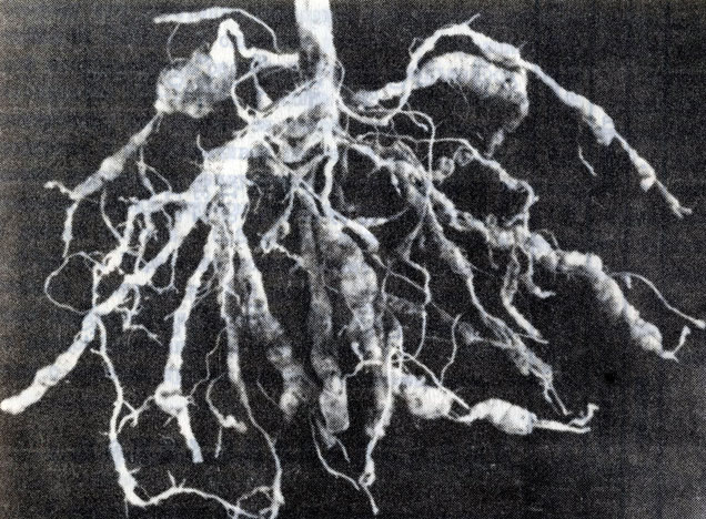 Рис. 2. Внедрение инвазионных личинок M.incognita в корень томата