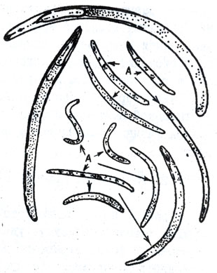 Рис 3. Фитонематоды, встречающиеся в почве: А - инвазионные личинки галловых нематод; остальные - сапробиотические и свободноживущие формы