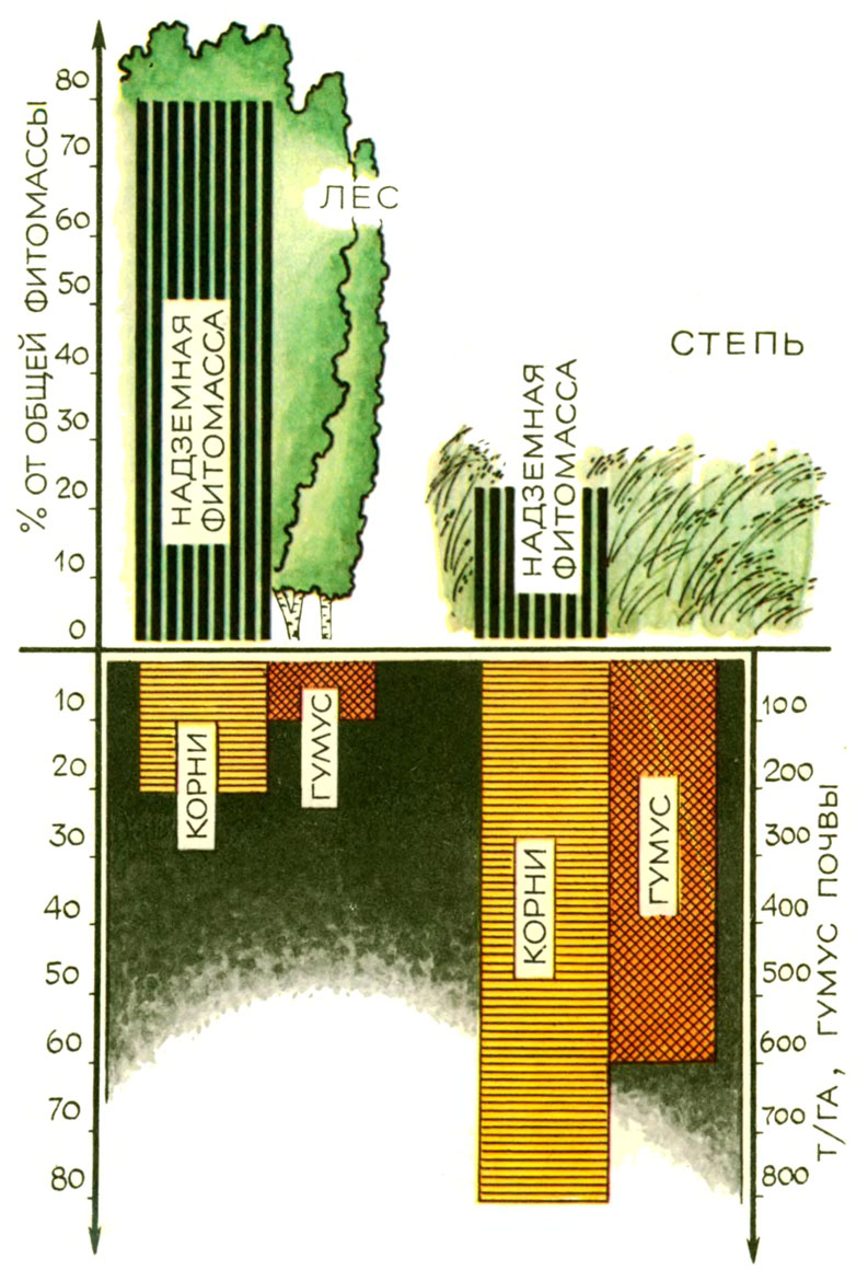 Соотношение надземной и подземной фитомассы в лесу и в степи, а также запасов гумуса в почве (в тоннах на гектар)
