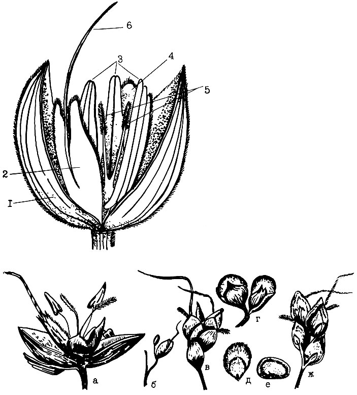 Рис. 1. Цветок сорго (вверху): 1 - колосковая чешуя, 2 - наружная цветковая чешуя, 3 - пыльники, 4 - внутренняя цветковая чешуя, 5 - рыльца, 6 - ость