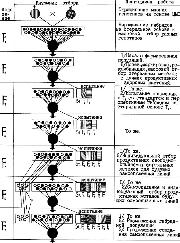 Рис. 5. Схема создания гибридных популяций сорго и суданской травы на основе ЦМС: а - индивидуальный отбор, инцухтирование