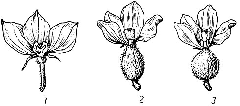 Рис. 1. Цветки арбуза: 1 - мужской; 2 - чисто женский без тычинок; 3 - пестичный гермафродитный