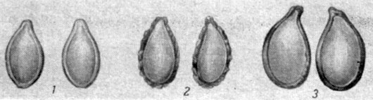 Рис. 17. Семена различных видов тыкв; 1 - твердокорой; 2 - мускатной; 3 - крупноплодной