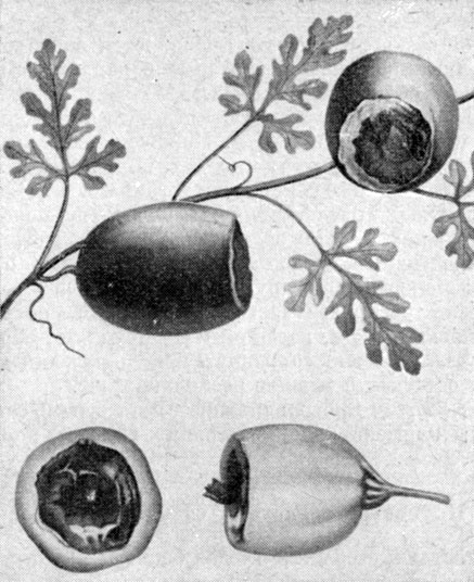 Рис. 61. Черная гниль: вверху - арбузов; внизу - кабачков (по М. Н. Родигину)