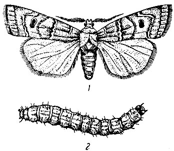 Рис. 66. Озимая совка: 1 - бабочка; 2 - гусеница (по Сахарову)