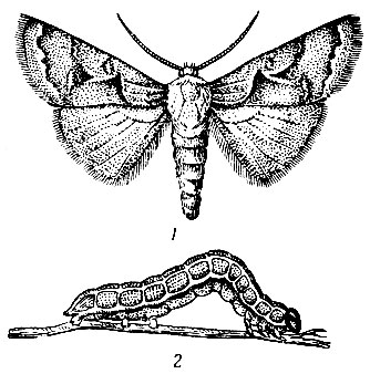 Рис. 67. Совка-гамма: 1 - бабочка; 2 - гусеница (по Богданову-Катькову)
