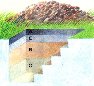 Почвенный разрез, вскрывающий строение профиля дерново-подзолистой почвы