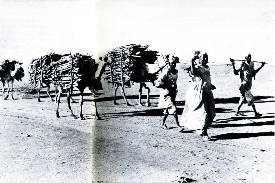 Опустынивание в Судане. Там, где еще несколько лет назад топливо можно было набрать близ деревни, сейчас голая пустыня, а за дровами приходится ездить за десятки километров. Фото М. Эдвардса, Эрсскан