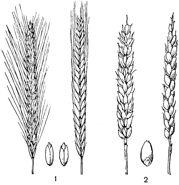 Рис. 2. Колосья и зерновки: 1 - рожь, 2 - пшеница