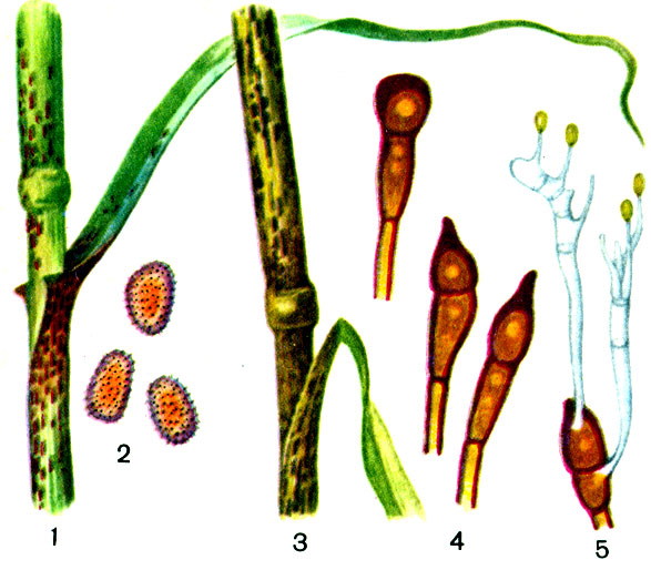 Таблица II. Болезни пшеницы и ячменя. Стеблевая ржавчина пшеницы: 1 - пораженный стебель с уредоспорами, 2 - уредоспоры, 3 - пораженный стебель с телеоспорами, 4 - телеоспоры, 5 - проросшие телеоспоры