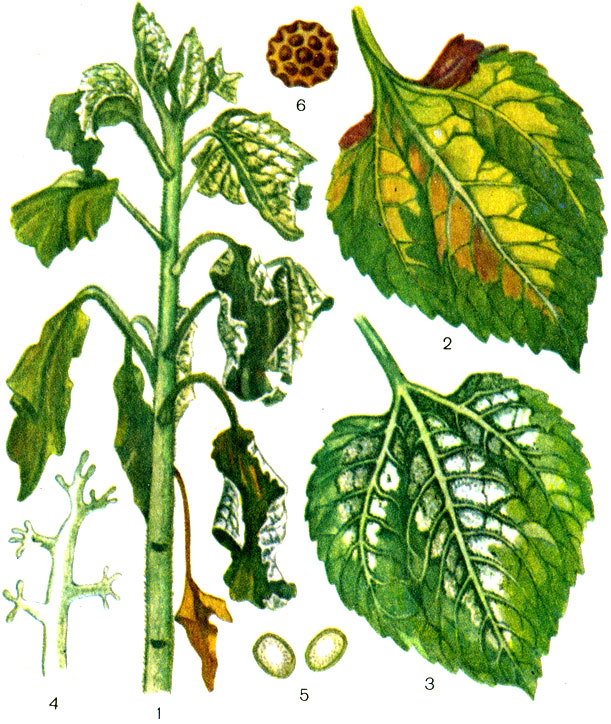 Таблица IV. Болезни подсолнечника. Ложная мучнистая роса: 1 - пораженное растение, 2 - пораженный лист сверху, 3 - пораженный лист снизу, 4 - зооспорангиеносец, 5 - зооспорангий, 6 - ооспора