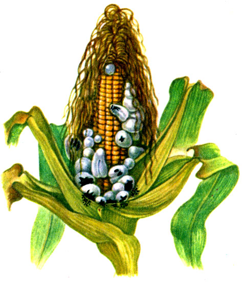 Продолжение таблицы VIб. Пузырчатая головня кукурузы: пораженный початок