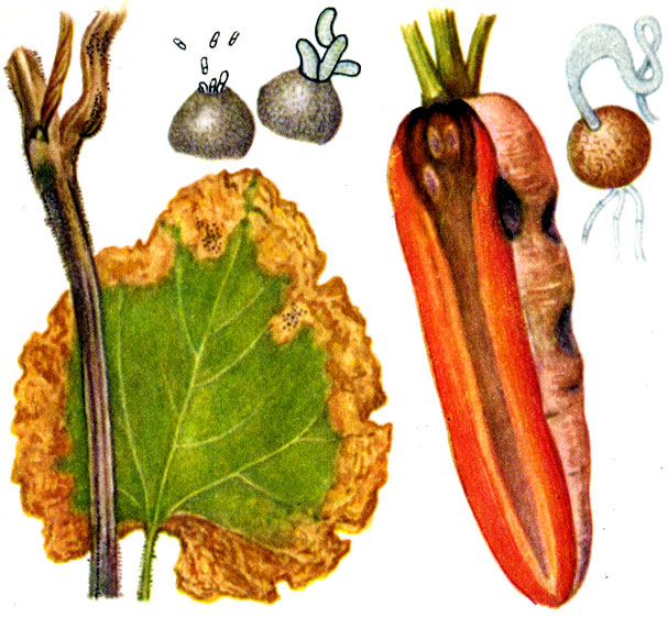 Таблица X. Болезни овощей: Аскохитоз огурцов (слева) Черная гниль моркови (справа)