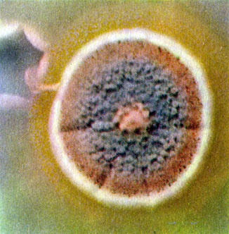 Таблица XIб. Колонии пенициллов и аспергиллов: пенициллин с золотистым пигментом