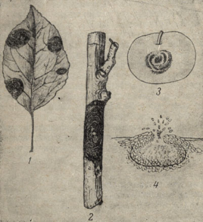 Рис. 3. Черный рак яблони: 1-пораженный лист; 2-поражение коры; 3-пораженный плод; 4-пикнида гриба с пикноспорами