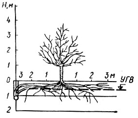 Рис. 37. Схема расположения корневой системы плодовых деревьев на дренируемом участке