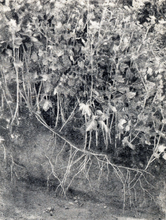 Рис. 45. Куст крыжовника с большим количеством отводков. Один из них откопан, видны корни