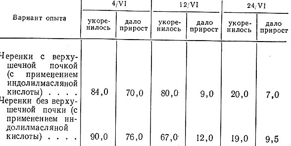 Таблица 3. Укореняемость и рост зеленых черенков в зависимости от срока посадки (в %, сорт Финик, 1949 г.)