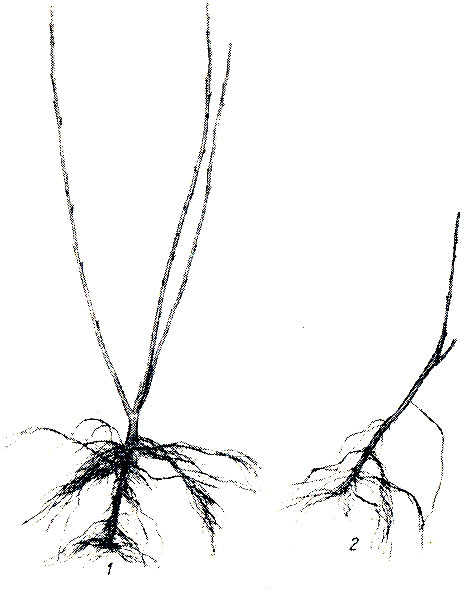 Рис. 74. Саженцы смородины: 1 - с участка, замульчированного перегноем; 2 - с участка, не мульчированного перегноем