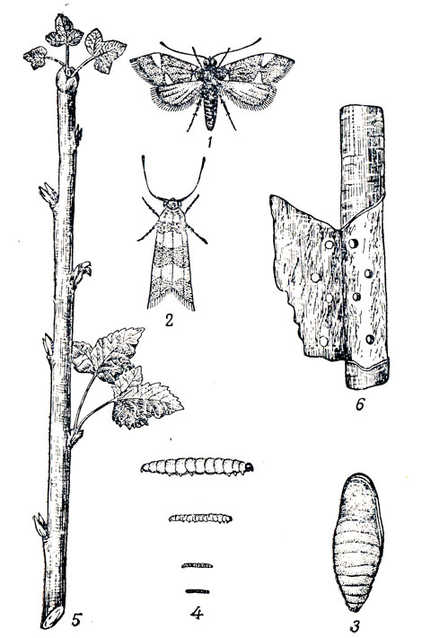 Рис. 78. Смородинная моль: 1-2 - взрослое насекомое; 3 - куколка; 4 - гусеницы разных возрастов; 5 - поврежденные почки; 6 - зимующие яички на побеге (под корой)