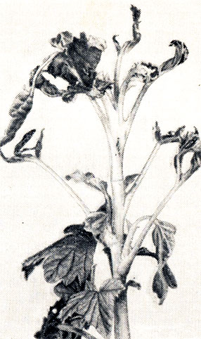Рис. 79. Побег смородины, поврежденный листовой галлицей