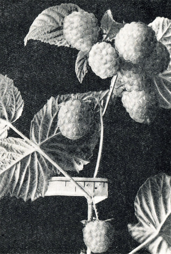 Рис. 88. Ягоды малины сорта Корнуэльская виктория
