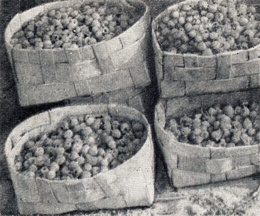 Рис. 91. Ягоды малины, собранные в тару емкостью 2 - 2,5 кг